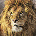 Portrait Of A Lion