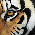 Tiger Eye